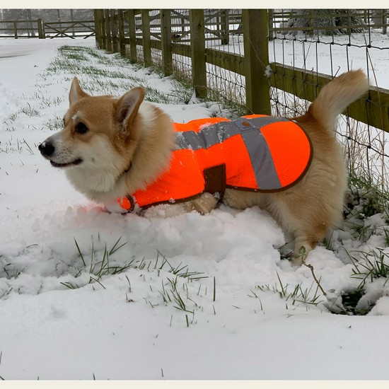 High vis shop dog vest